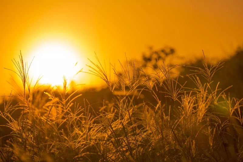 夕陽(yáng)薰細草，江色映疏簾?！覙?lè )灣生態(tài)農業(yè)示范園