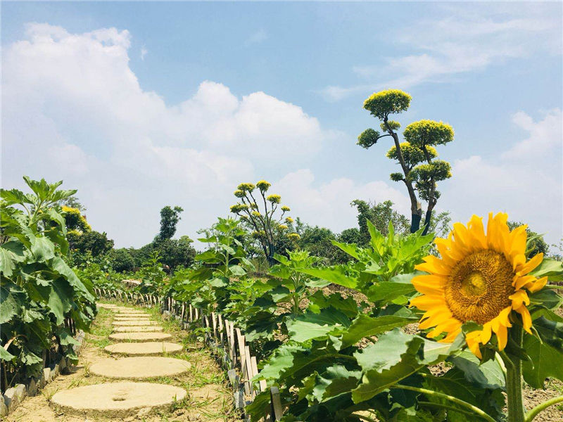 During the National Day holiday, take the children back to the idyllic - Happy Bay ecological agriculture demonstration garden.