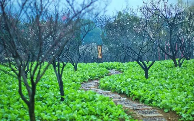 嬉樂灣景點篇——百花重現(xiàn)，開心農場。