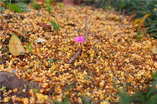 金秋十月，果桂飄香—嬉樂灣生態(tài)農(nóng)業(yè)示范園