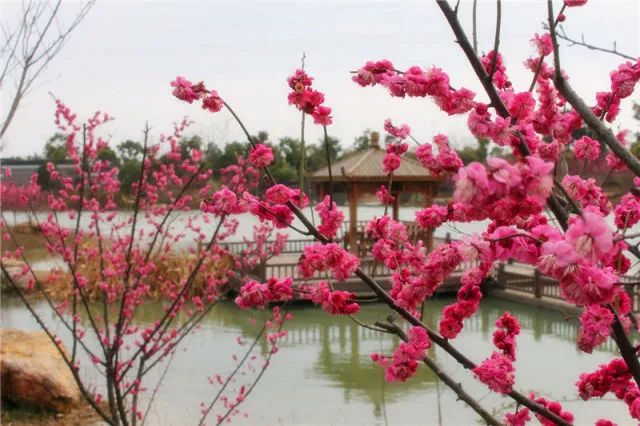 一花獨(dú)放不是春，百花齊放春滿園—嬉樂(lè)灣生態(tài)農(nóng)業(yè)示范園